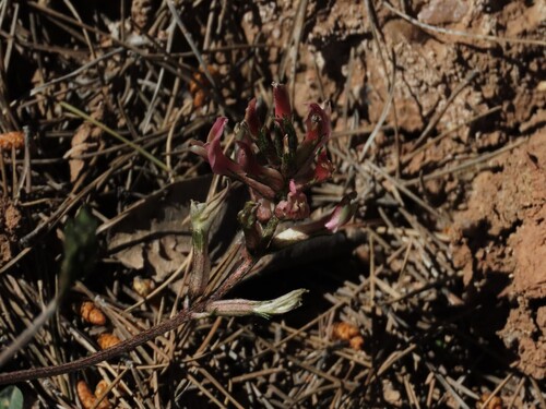 Astragalus incanus