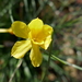 Narcissus fernandesii - Photo (c) Salix, algunos derechos reservados (CC BY-SA)