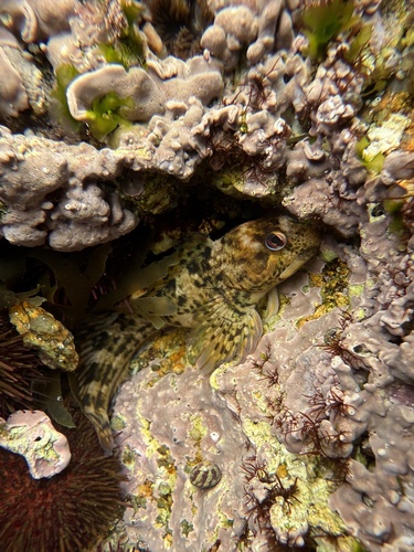 Lipophrys pholis