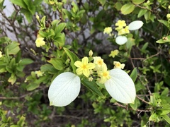 Pseudomussaenda flava