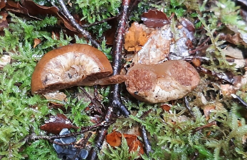 Cortinarius epiphaeus · April 2026 · photo: © davidwhyte (iNaturalist, cc-by-sa)