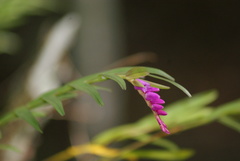 Isochilus carnosiflorus