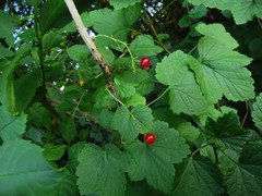 Ribes rubrum
