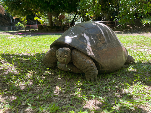 Aldabrachelys gigantea