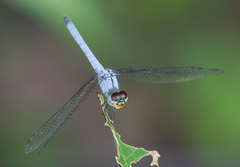 Chalcostephia flavifrons