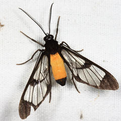 Cosmosoma stibosticta