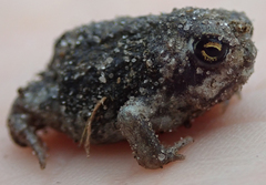 Breviceps adspersus