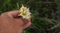 Gladiolus albens