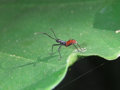 Paradasynus spinosus