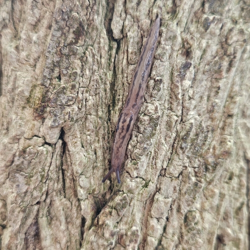 Limax maximus