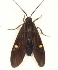 Aclytia punctata