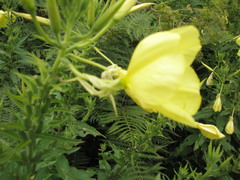 Oenothera oehlkersi