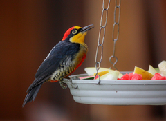 Melanerpes flavifrons