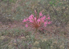Brunsvigia gregaria