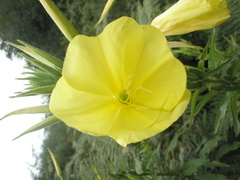 Oenothera oehlkersi