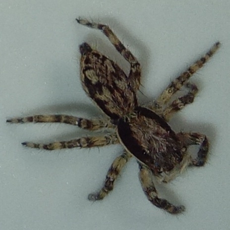 Gray Wall Jumping Spider