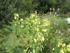 Oenothera oehlkersi