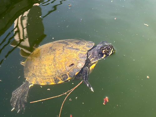 Trachemys scripta