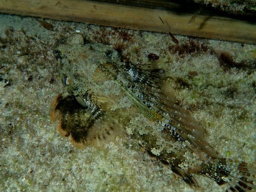 Ocellated dragonet (Neosynchiropus ocellatus) — Callionymidae — 5