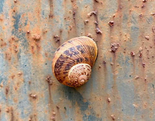 Cornu aspersum