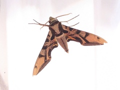 Batocnema coquerelii