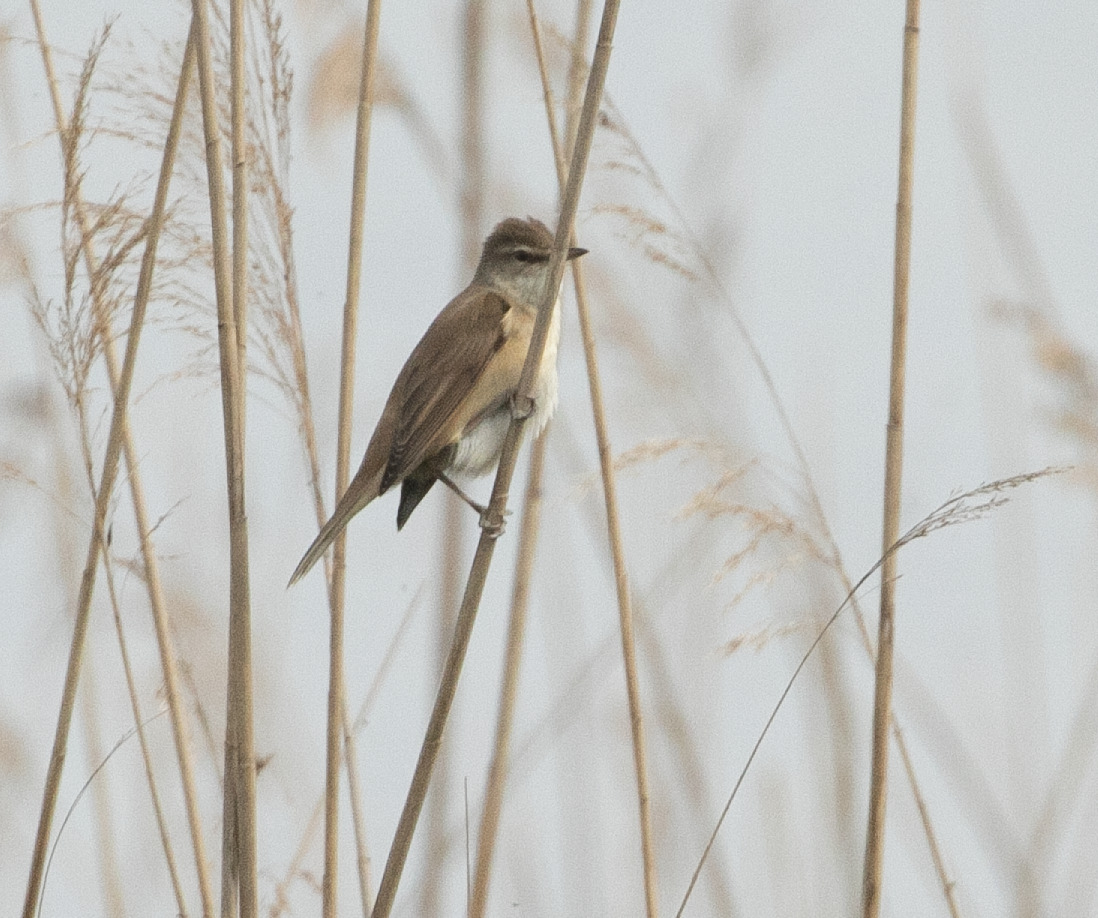 Great Reed Warbler (Acrocephalus arundinaceus), photo 3