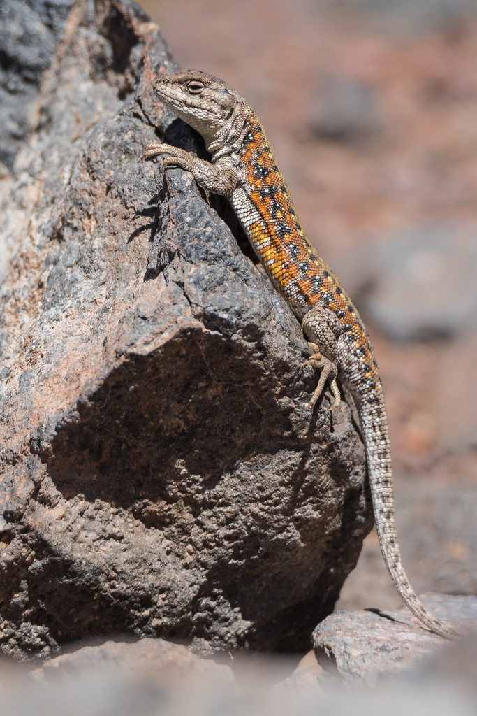 Beautiful Lizard
