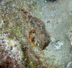 Synchiropus ocellatus