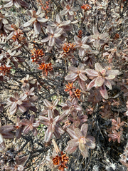 Rhododendron setosum