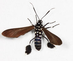 Horama plumipes