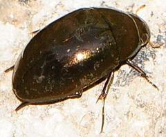 Tropisternus