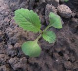 Brassica rapa pekinensis