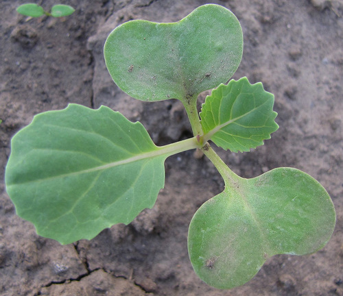 Napa Cabbage