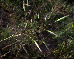 Bromus arvensis