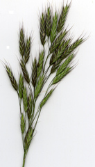 Bromus arvensis