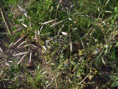 Bromus arvensis