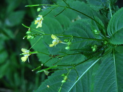 Impatiens parviflora