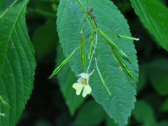 Impatiens parviflora