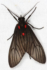 Hypocharis clusia