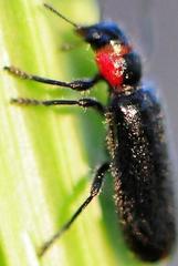 Placopterus thoracicus