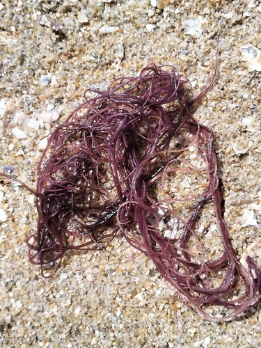 Gracilaria gracilis observed 2026-04-18