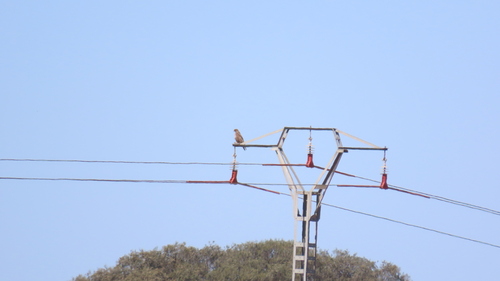 Common Buzzard