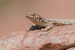 Liolaemus constanzae