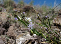 Polygala tenuifolia