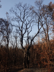 Melaleuca styphelioides