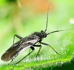 Orthocephalus saltator