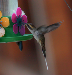 Phaethornis eurynome