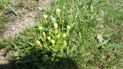 Centaurium maritimum