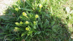 Centaurium maritimum