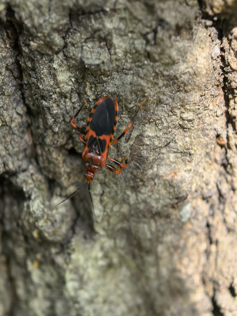 Red Shot Insect Red Assassin Bug from Nanjing, CN-JS, CN on April 18, 2026 at 02:18 PM ...